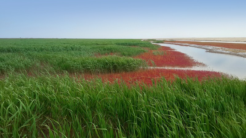 黄河岛芦苇湿地_副本.jpg