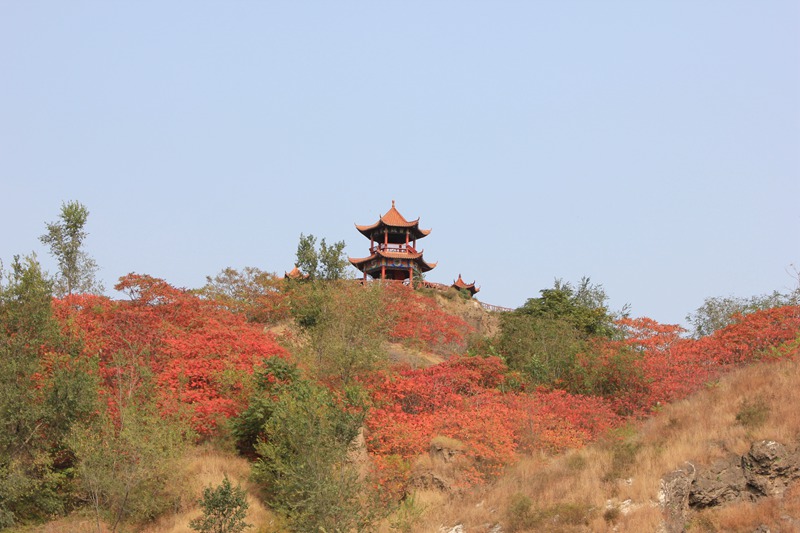 秋日的碣石山层林尽染1_副本.jpg